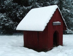 dog house